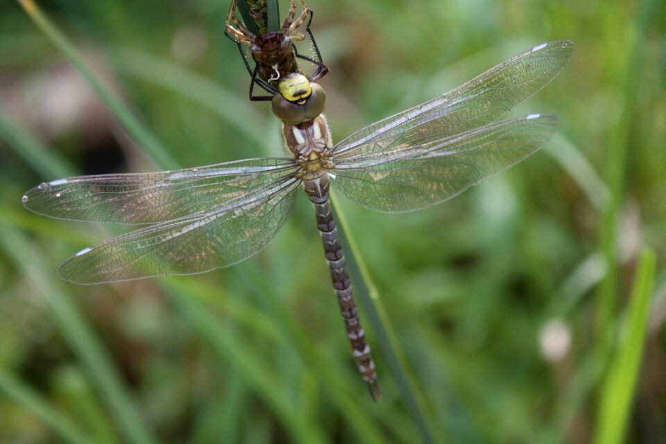 Hawker close up flight insect