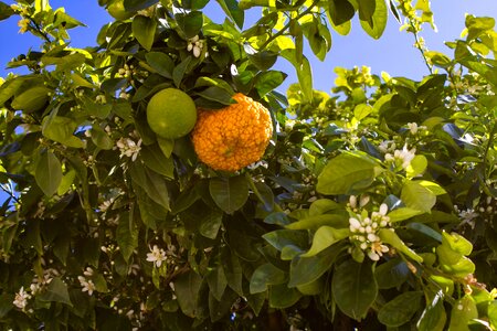 Citrus fruits tree leaves photo