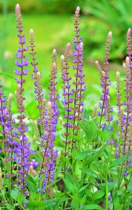Flowers garden purple flower