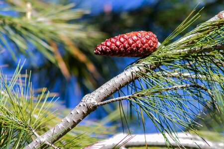 Conifer autumn branch
