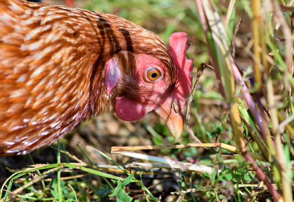 Free range livestock bird