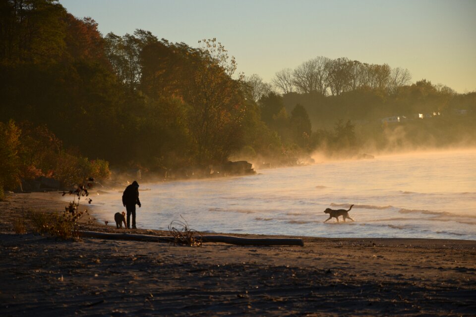 Dog person fog