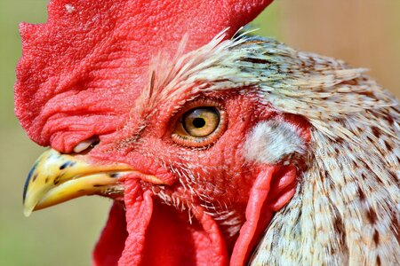 Poultry eye comb