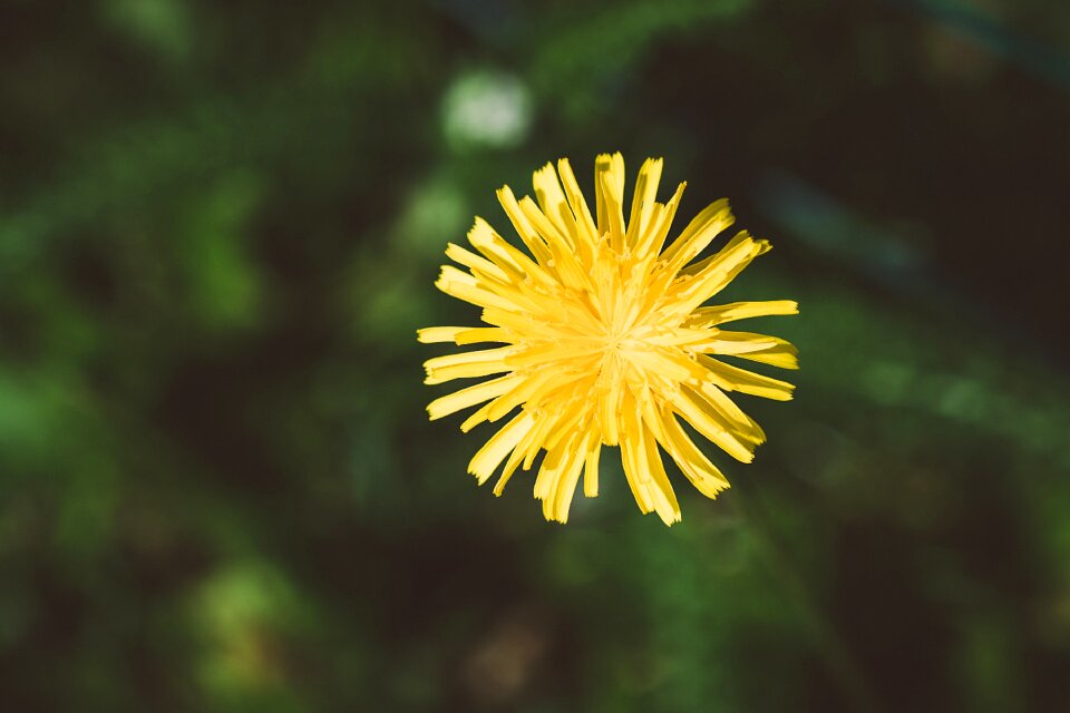 Plant nature close up