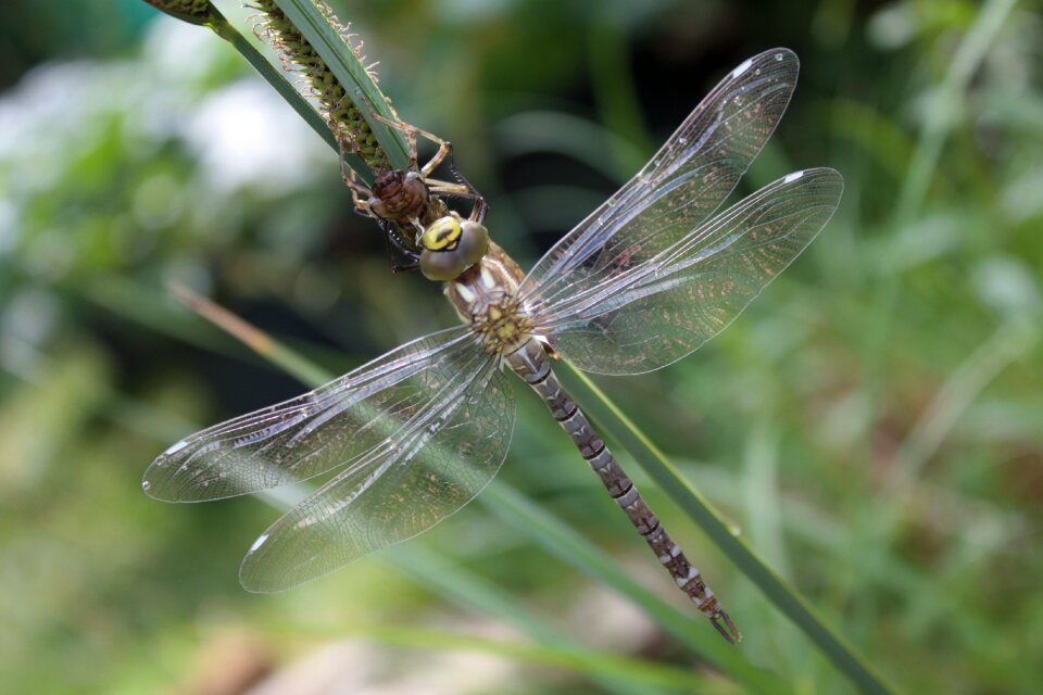 Hawker close up flight insect