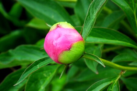 Nature closeup spring