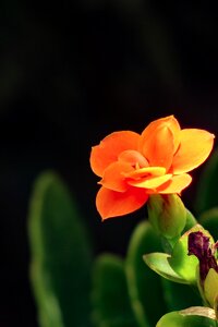 Flower leaf summer