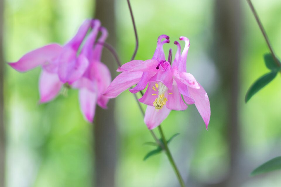 Flower pink flower blossom