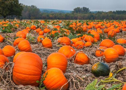 Autumn nature harvest