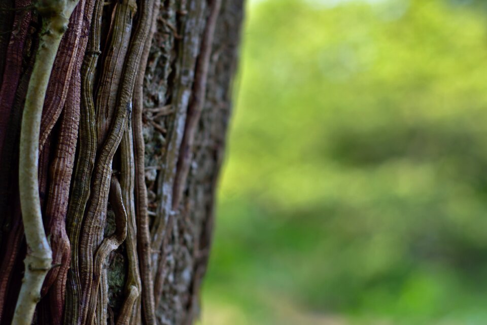 Nature outdoors tree