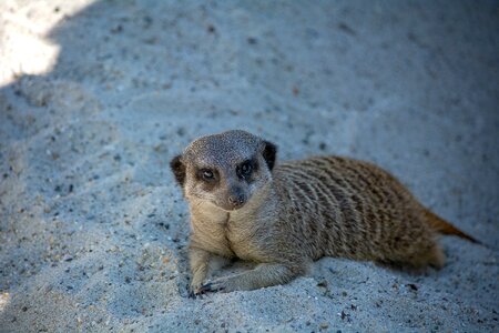 Nature fur animal world