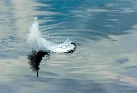 Feathers drop lake photo