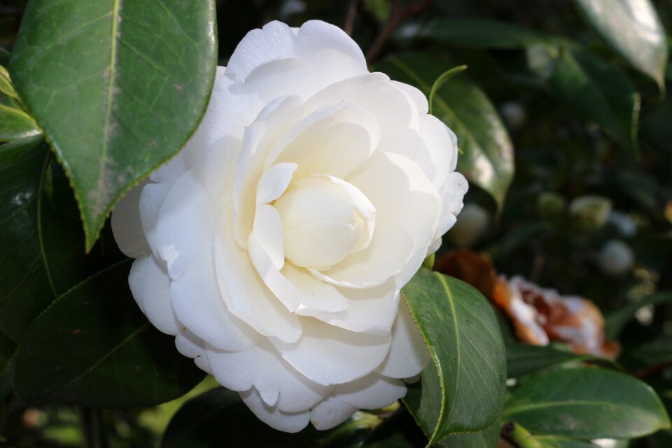 Petals garden botany