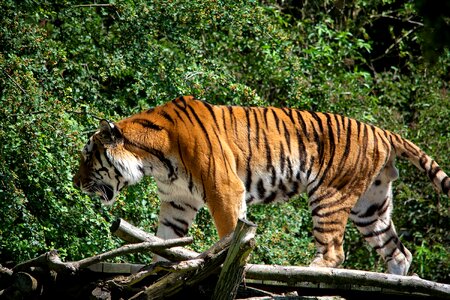 Predator wildcat big cat photo