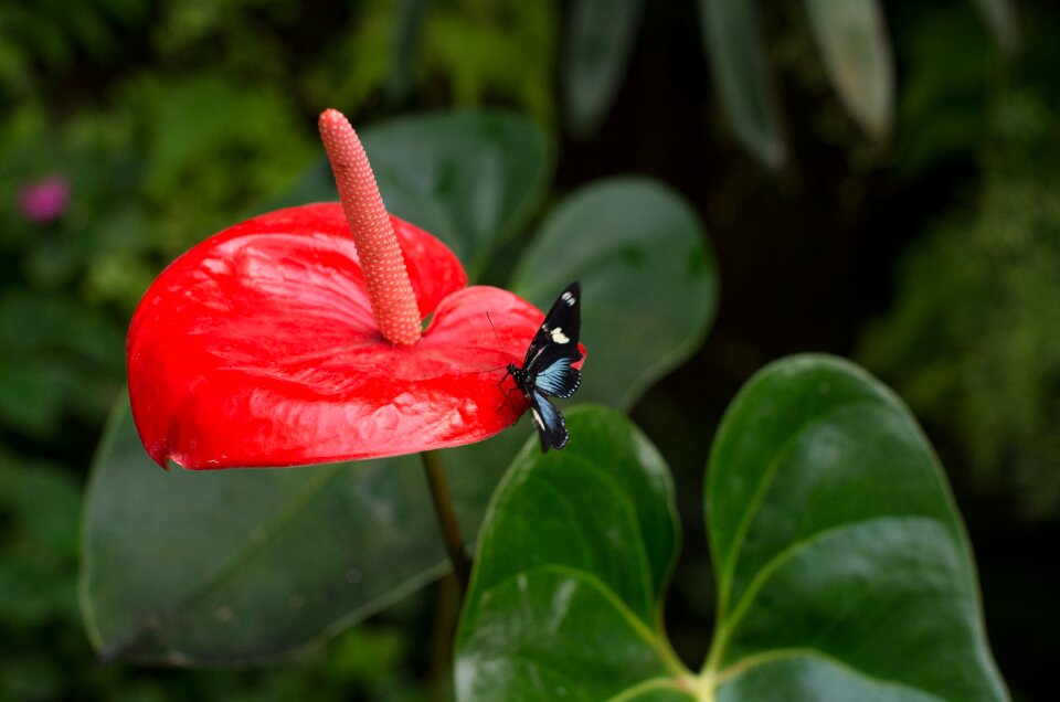 Butterfly nature red