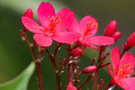 Flower leaf summer