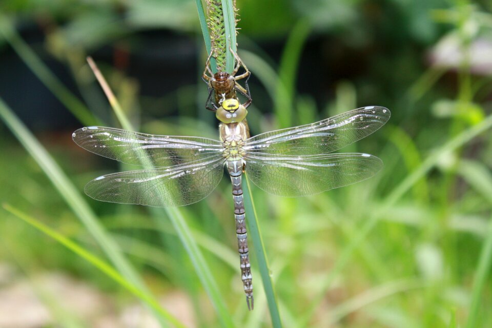 Hawker close up flight insect