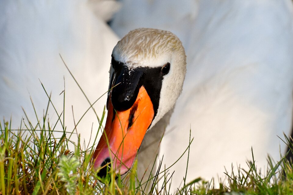 Water bird nature animal