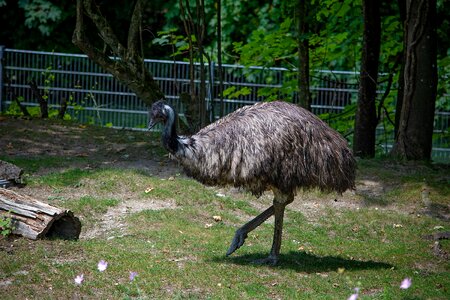 Bird animal animal world