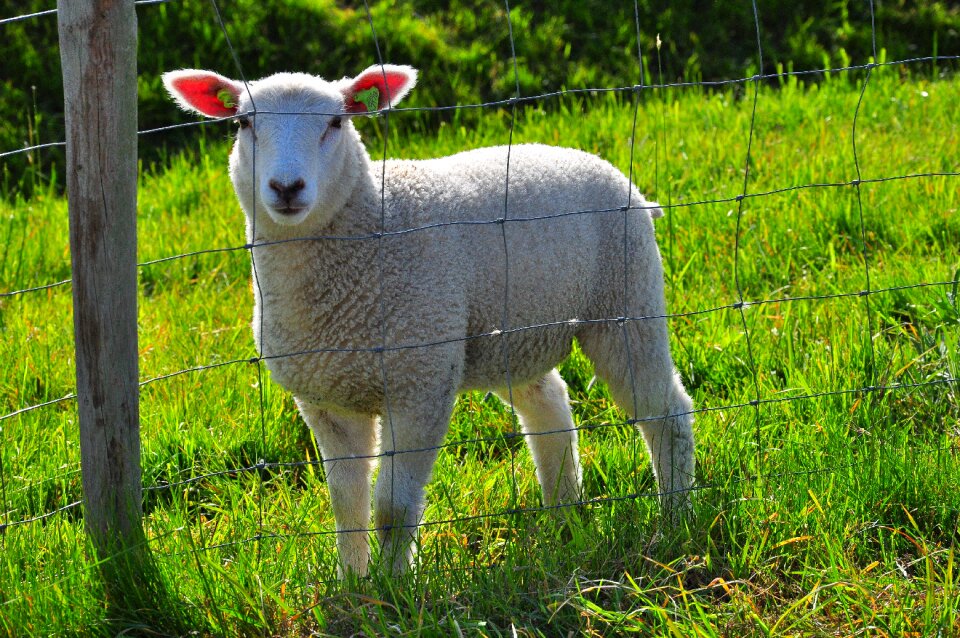 Green animal pasture