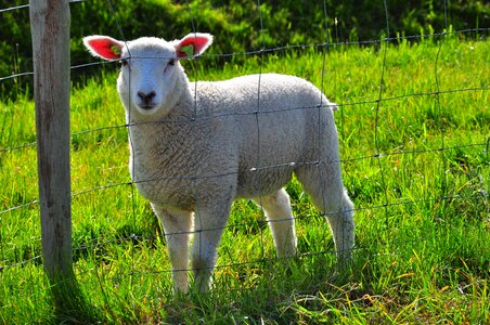 Green animal pasture