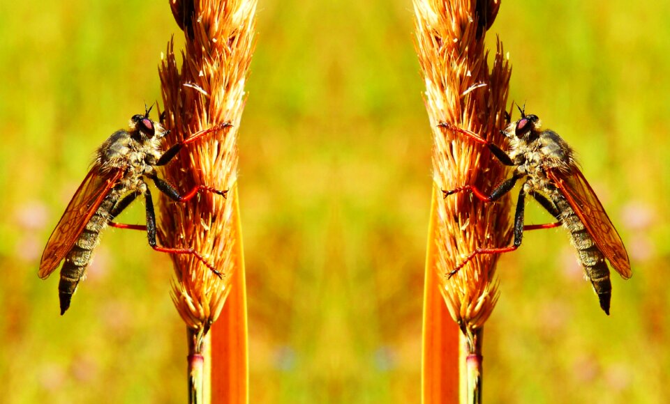 Insects animals nature