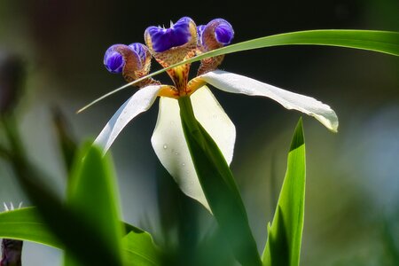 Flower leaf summer