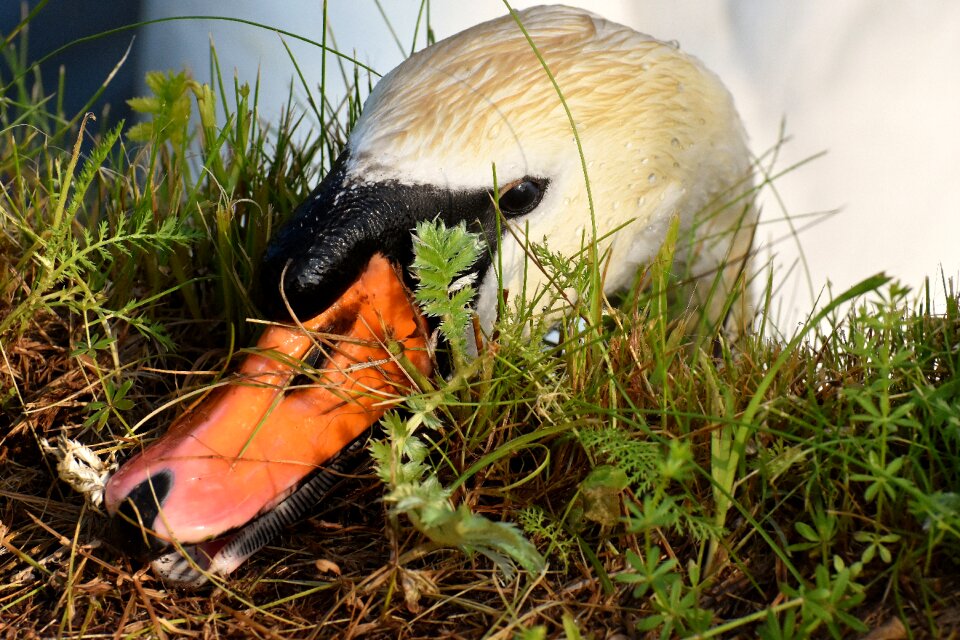 Water bird nature animal