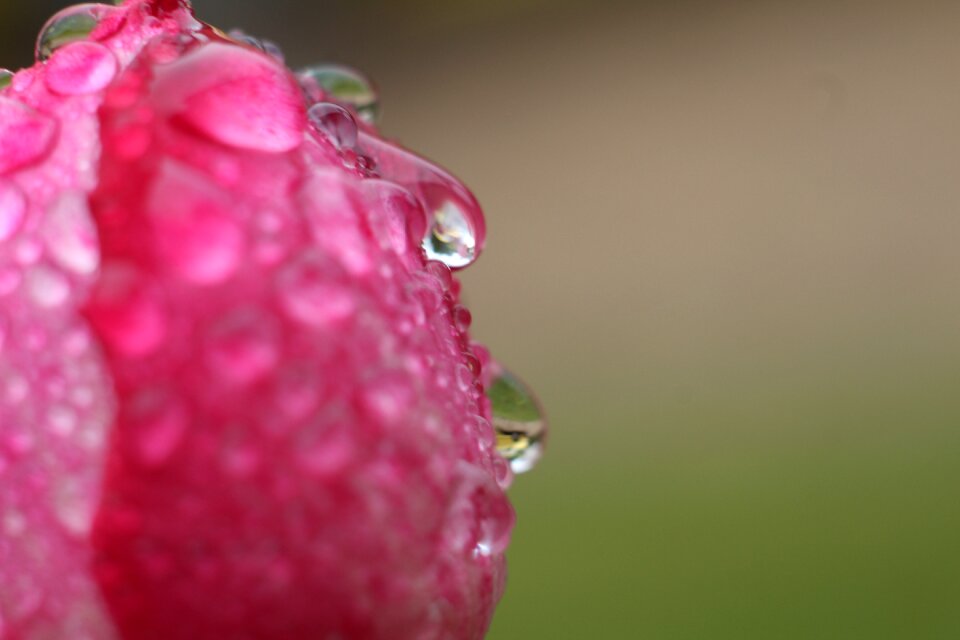Drop of water pink red