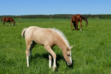 Horse pasture horse breed mare photo