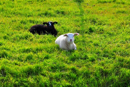 Wool nature cute