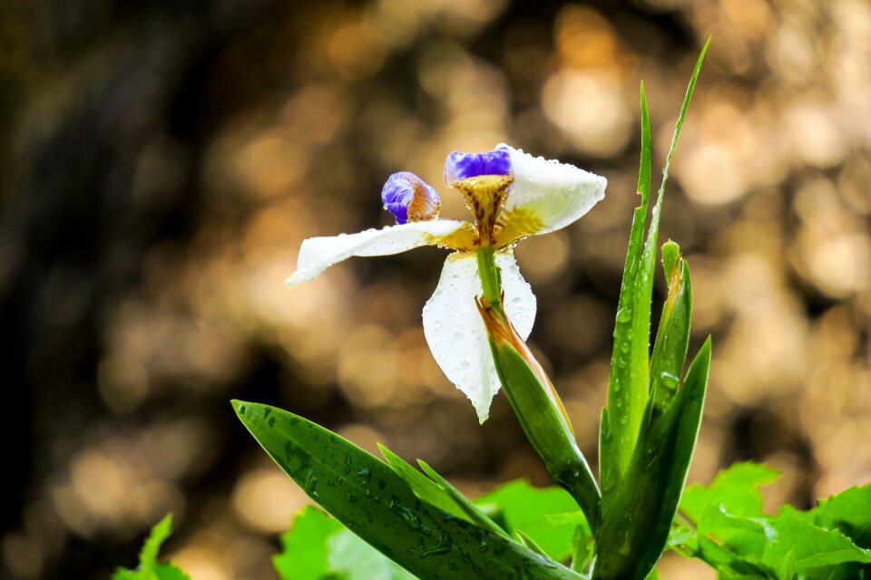 Flower leaf summer