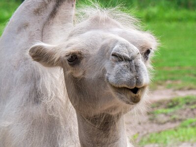 Animal portrait face animal