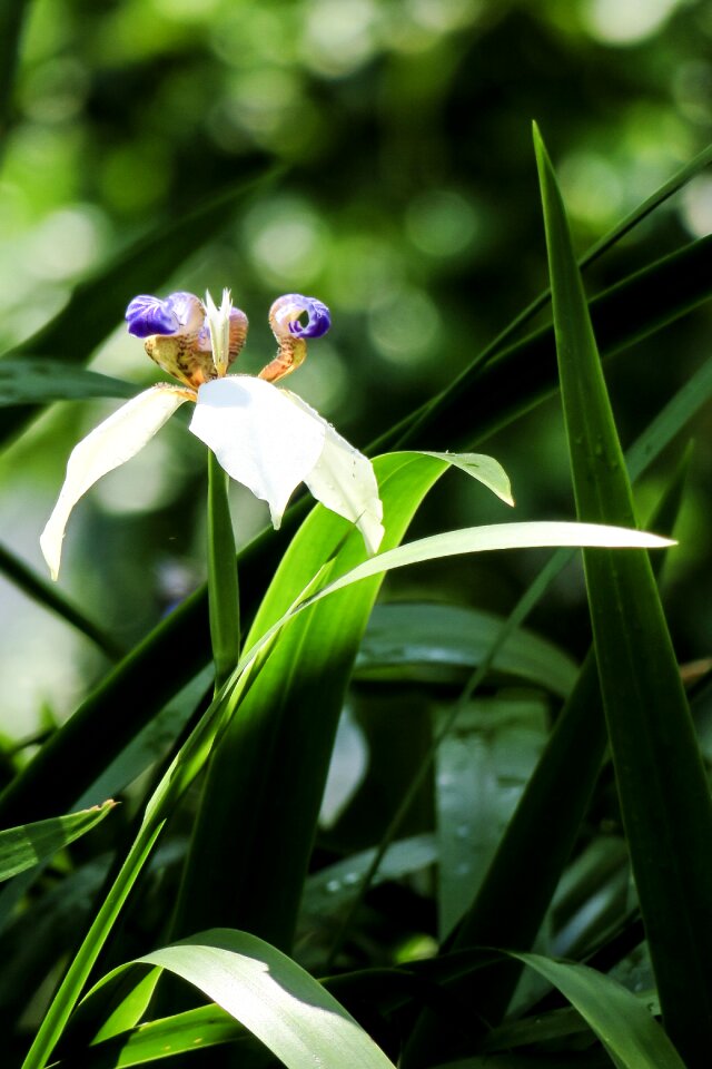 Flower leaf summer