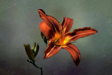 Blossom bloom orange