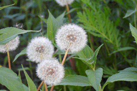 Nuns plant macro photo