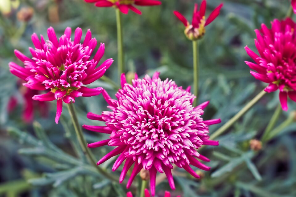 Summer flower nature plant