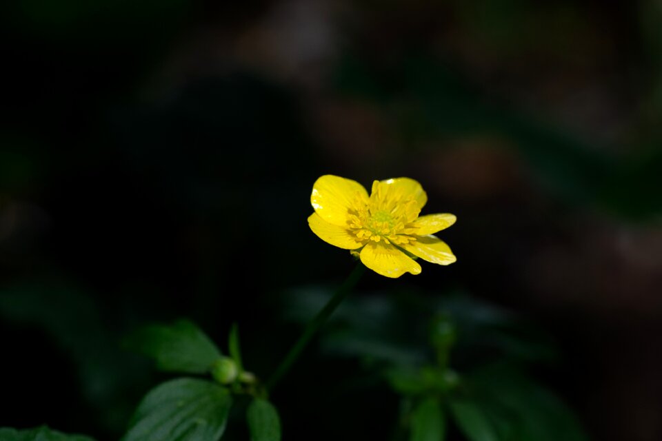 Blossom bloom yellow flower