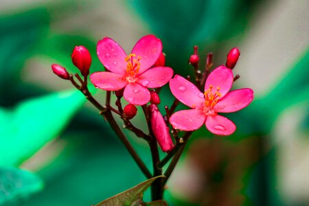 Flower leaf summer