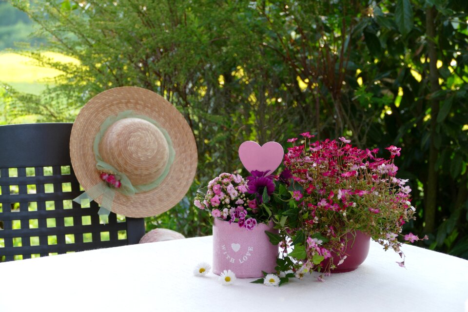 Saxifrage kalanchoe heart