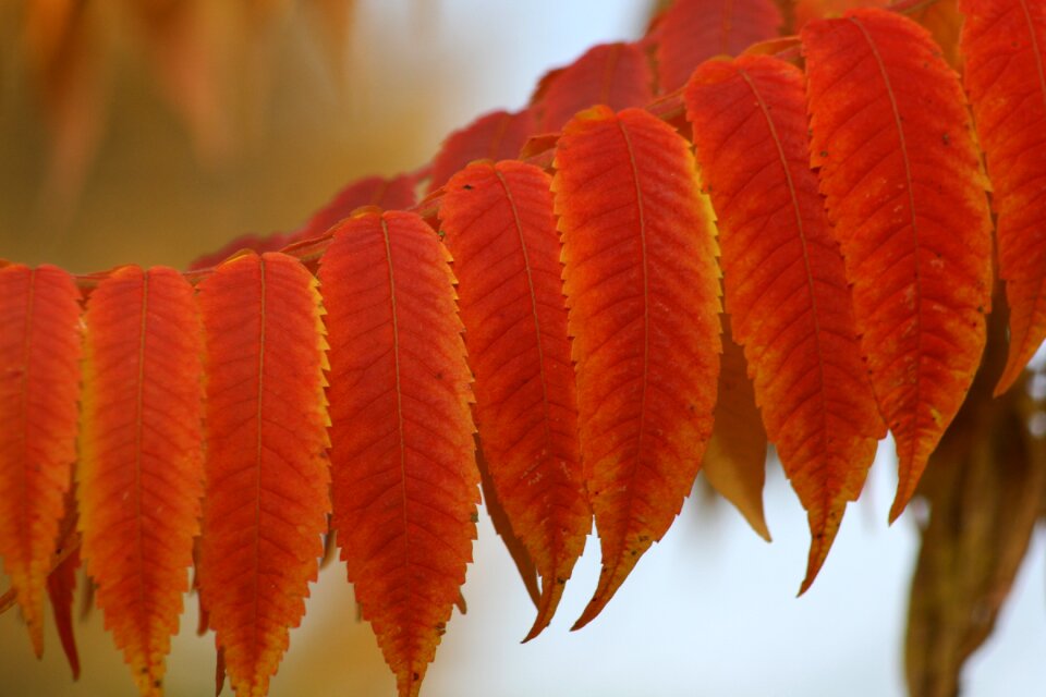 Fall color autumn colours red