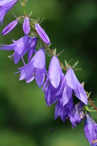 Flower blue green photo