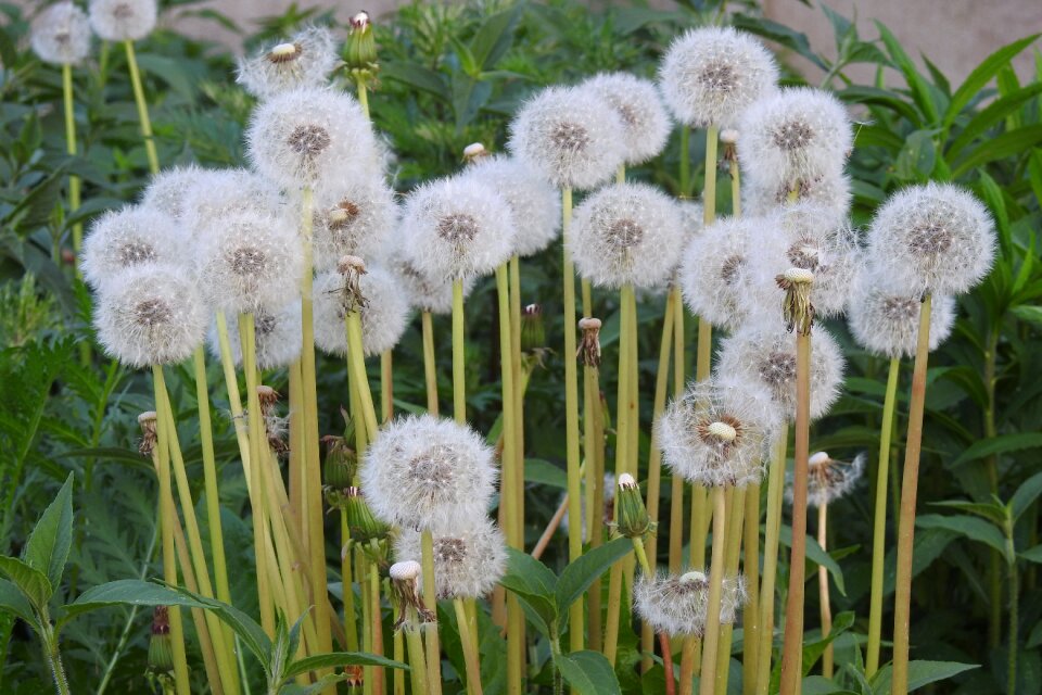 Flowers meadow nature