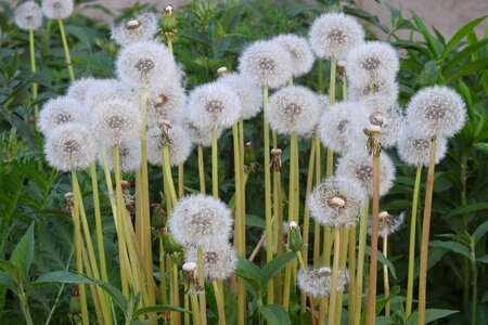 Flowers meadow nature photo