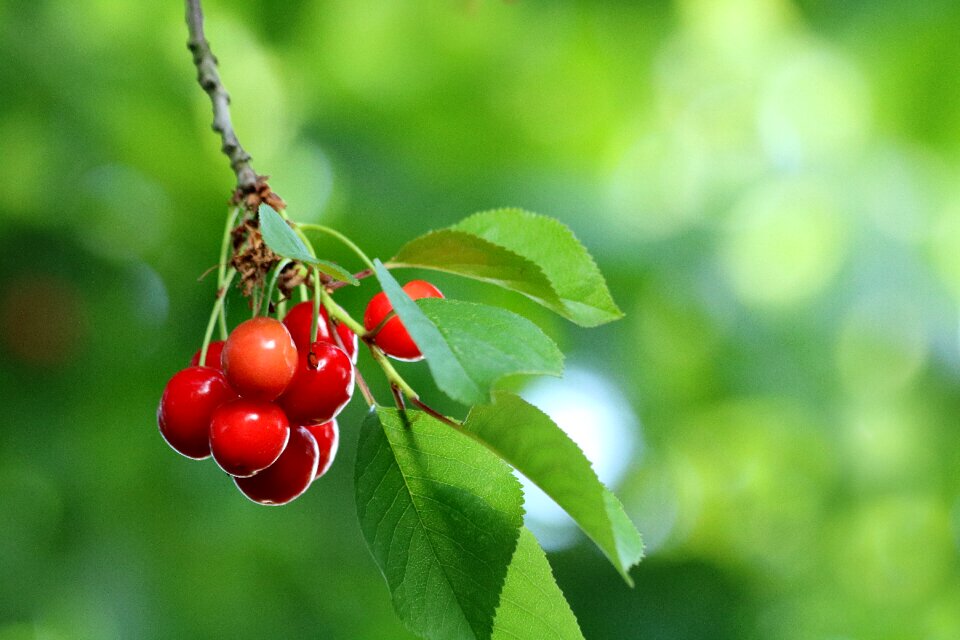 Fruit tree branch bokeh