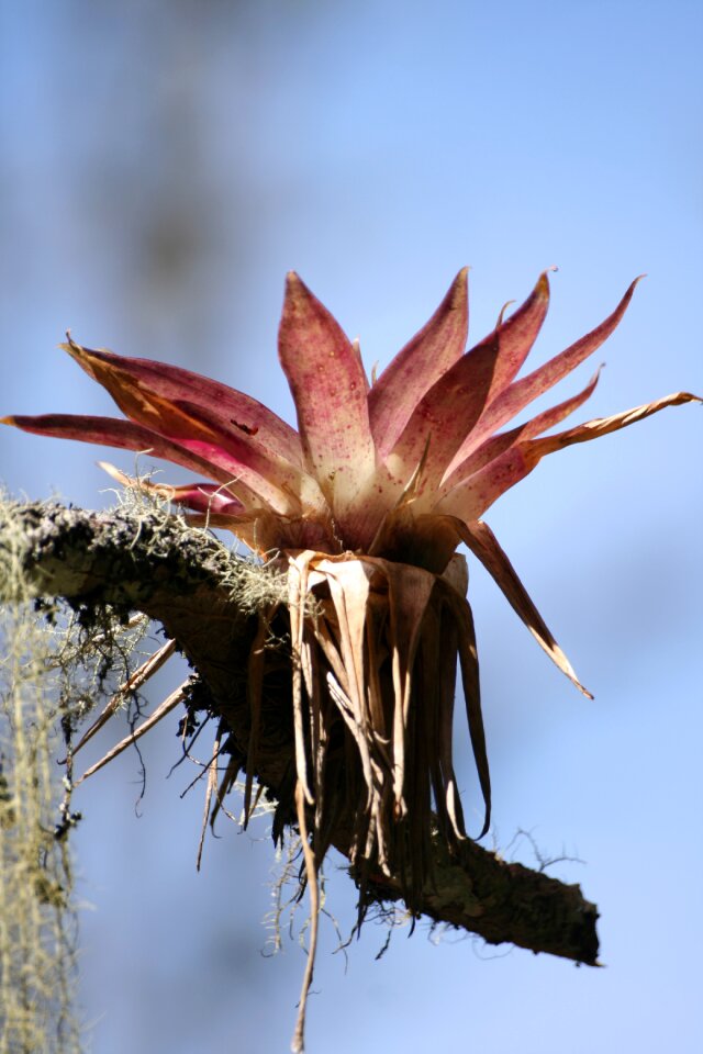 Bromeliads tree nature