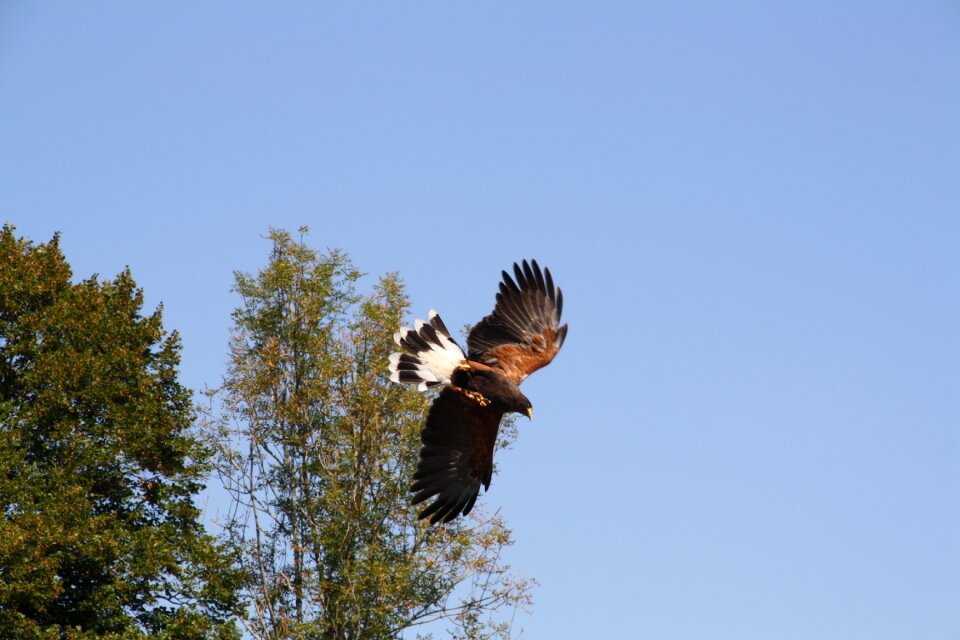 Wild sparrowhawk raptor