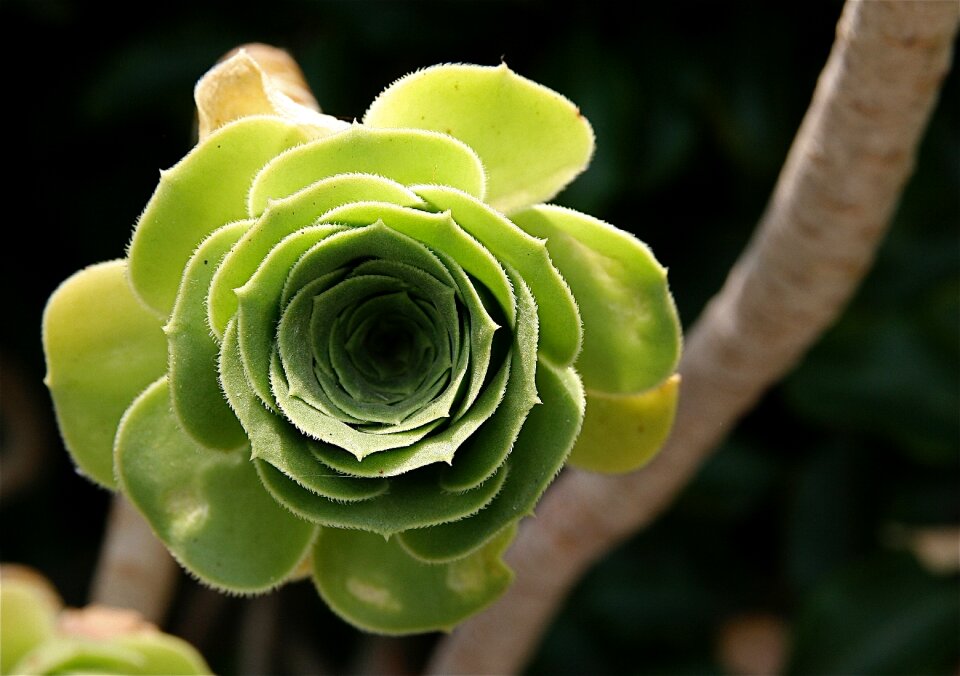 Round decoration leaves