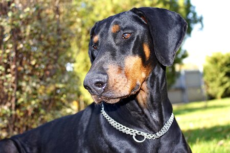 Doberman eb hairy