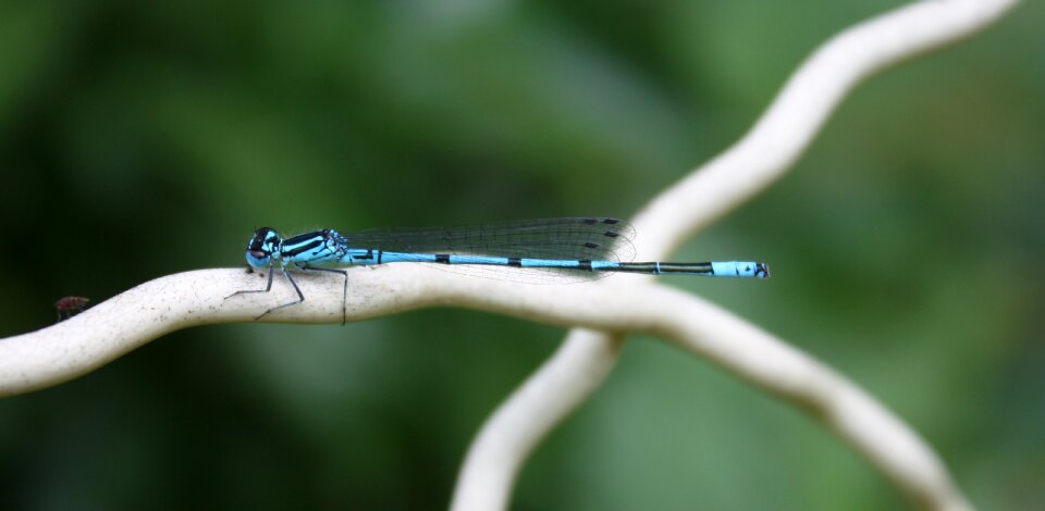 Azure bridesmaid coenagrion puella close up photo